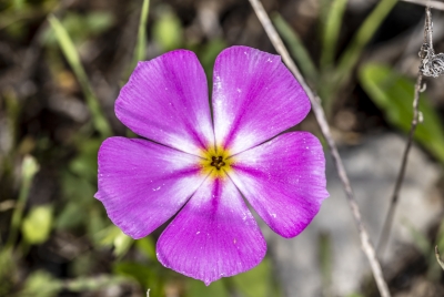 Golden Eyed Phlox